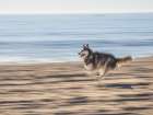 Alaskan Husky dog running on a beach. Art Print